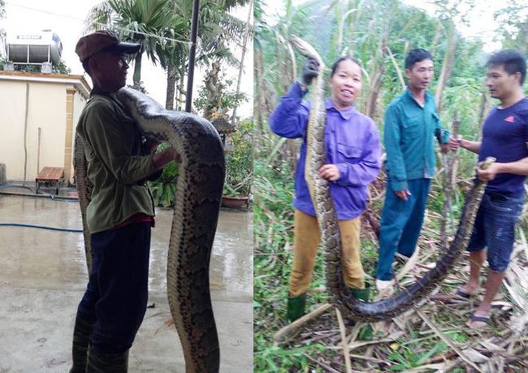 Locals caught cooking pythons for paste in central Vietnam