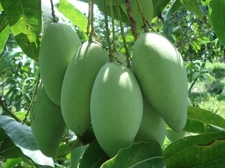 US approves fresh mango imports from Vietnam