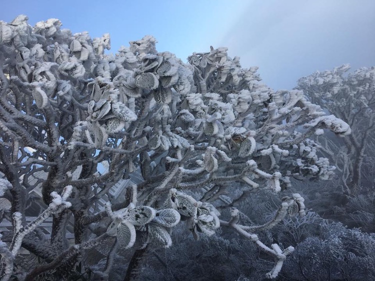 Vietnam’s Fansipan coated with first snow of season