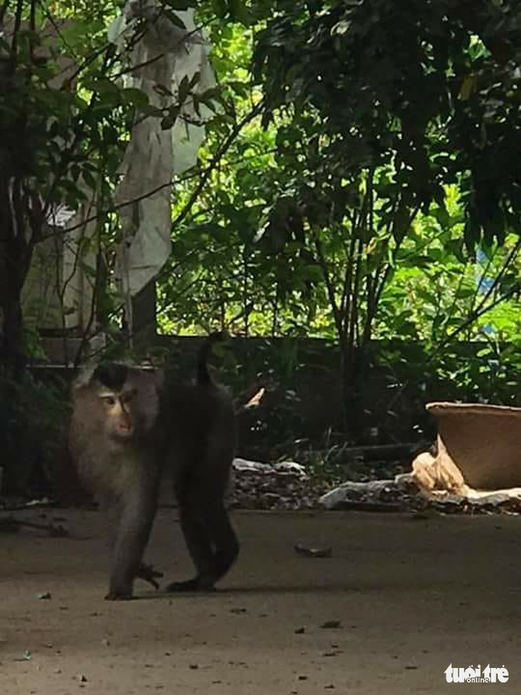 Monkey terrorizes neighborhood in southern Vietnam