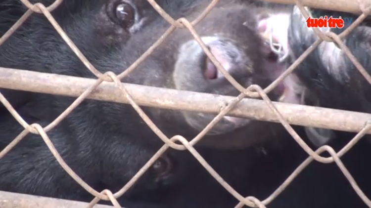 Woman gives up captive moon bear to sanctuary in southern Vietnam