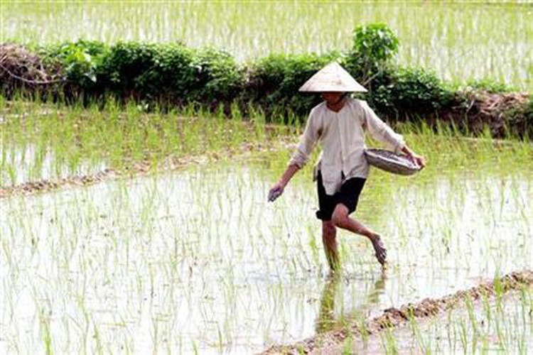 ​Vietnam 2017 coffee exports estimated down 20.1 pct y/y, rice up 21.9 pct