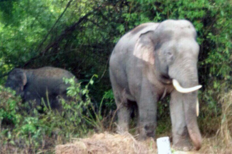 Wild elephants repeatedly ravage crops in southern Vietnam