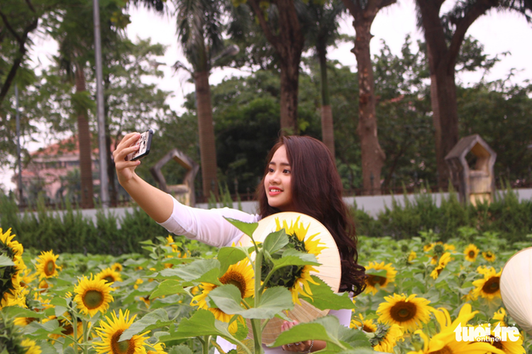 ​​Sunflowers bloom in Hanoi (photos)