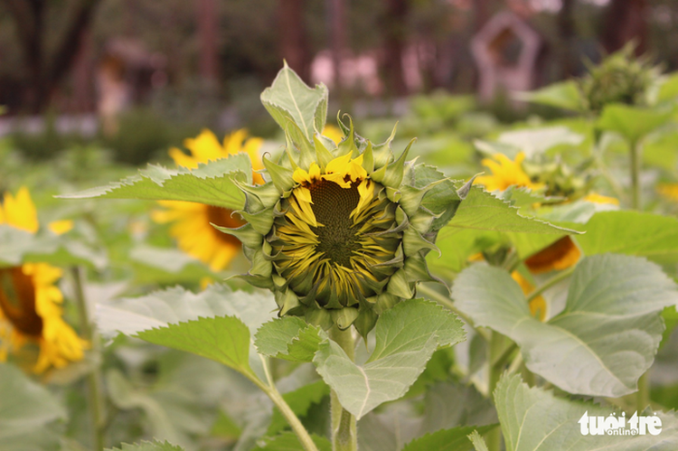 Sunflowers bloom in Hanoi (photos)