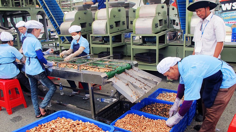 ​Vietnam’s cashew industry turns to Cambodia