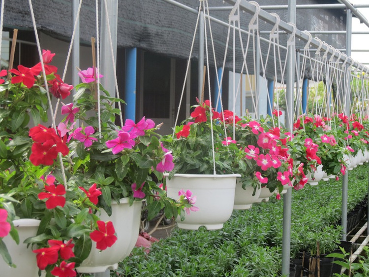 Sa Dec Flower Village blossoms as Vietnam’s Lunar New Year approaches