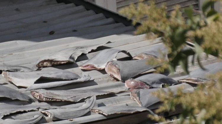 Photos show shark fins on roof of Vietnam’s embassy in Chile: media