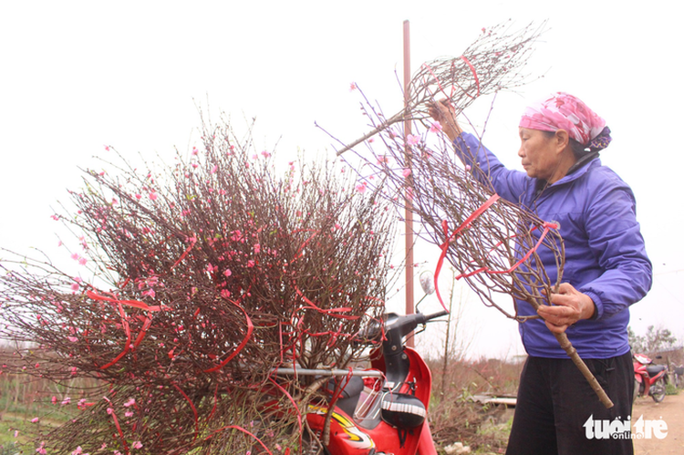 Cherry blossom in demand in Hanoi
