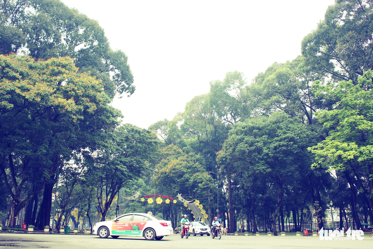 Age-old trees add unique touch to Saigon streets (photos)