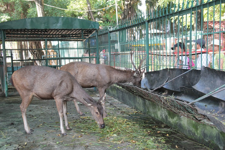 Vietnam establishes national association for animal protection