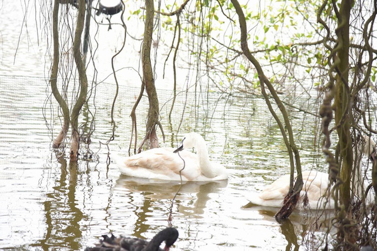 ​Swans adorn Hoan Kiem Lake in Hanoi
