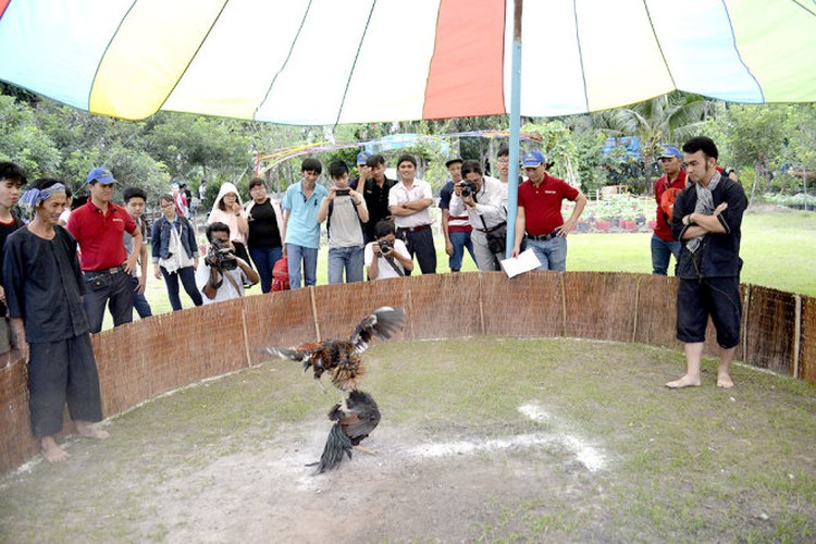 Hypocrisy at best: Is cockfighting a blood sport in Vietnam?