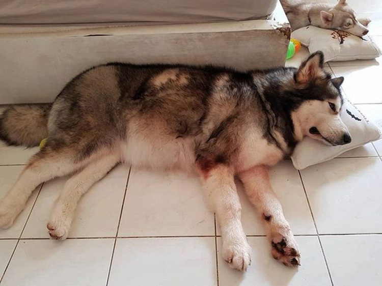 ‘Hero’ dogs save many in Saigon apartment fire that killed 13
