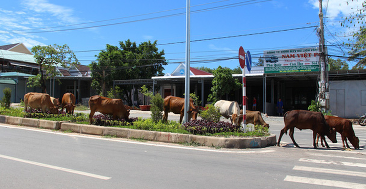 Vietnamese man dies after slamming into free-roaming cow