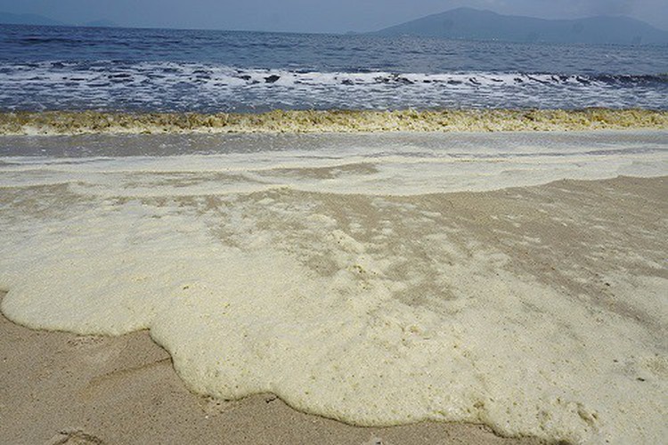 Sea water turns blackish in Da Nang