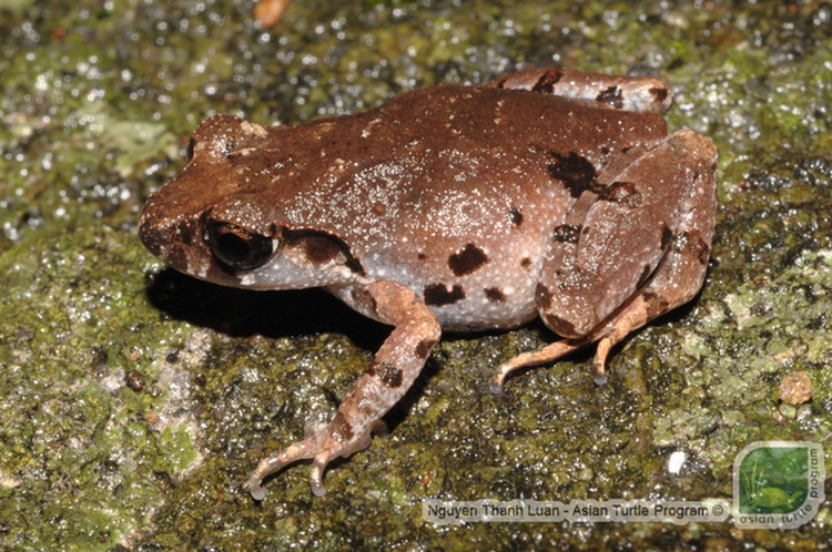 New frog species identified in Da Nang