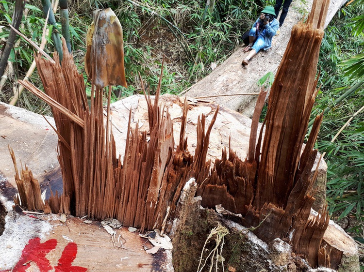 ​Successive massive illegal logging cases found in same Vietnamese province