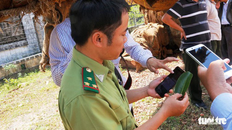 Trucks carrying giant age-old trees across Vietnam fined for overloading