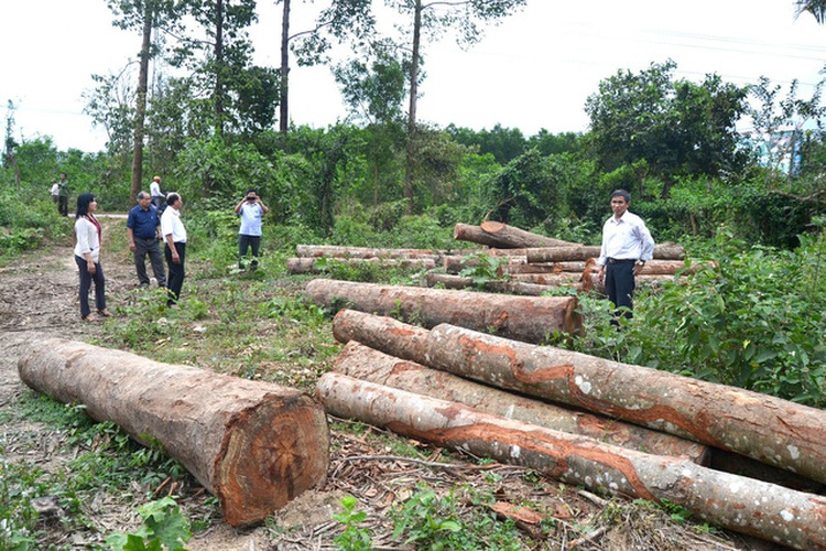 Investigation launched into suspicious logging in south-central Vietnam
