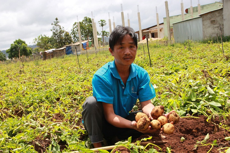 Vietnamese province designs packages in fight against counterfeit Chinese potatoes
