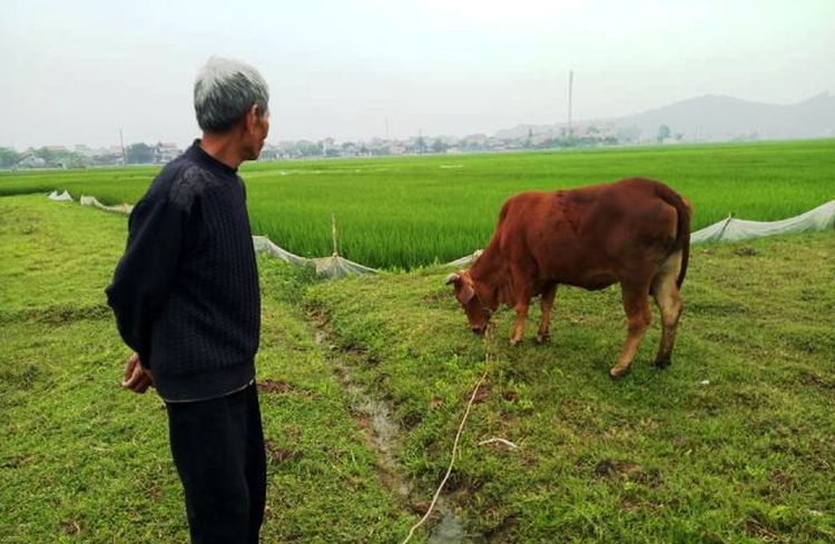 Vietnamese farmers asked to pay for cattle to graze in fields