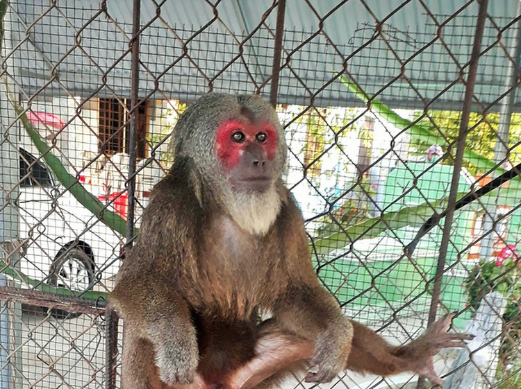 Endangered macaque to be released to wild after 17 years of captivity in Vietnam