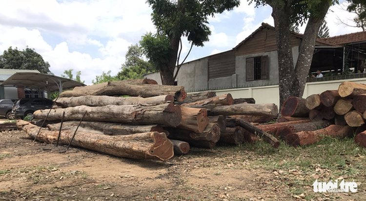 Vietnam probes illicit logging ring in Central Highlands