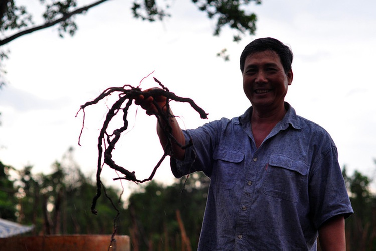 Vietnamese province warns growers against selling black-pepper roots