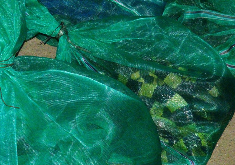 Police in central Vietnam bust wildlife trafficking ring