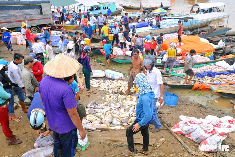 Massive fish deaths along southern Vietnamese river