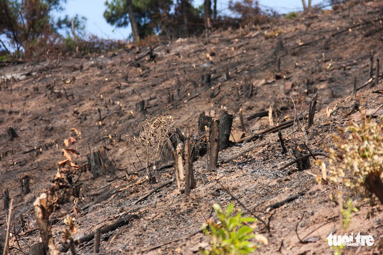 Vast area of protected forest wiped out due to mismanagement in northern Vietnam