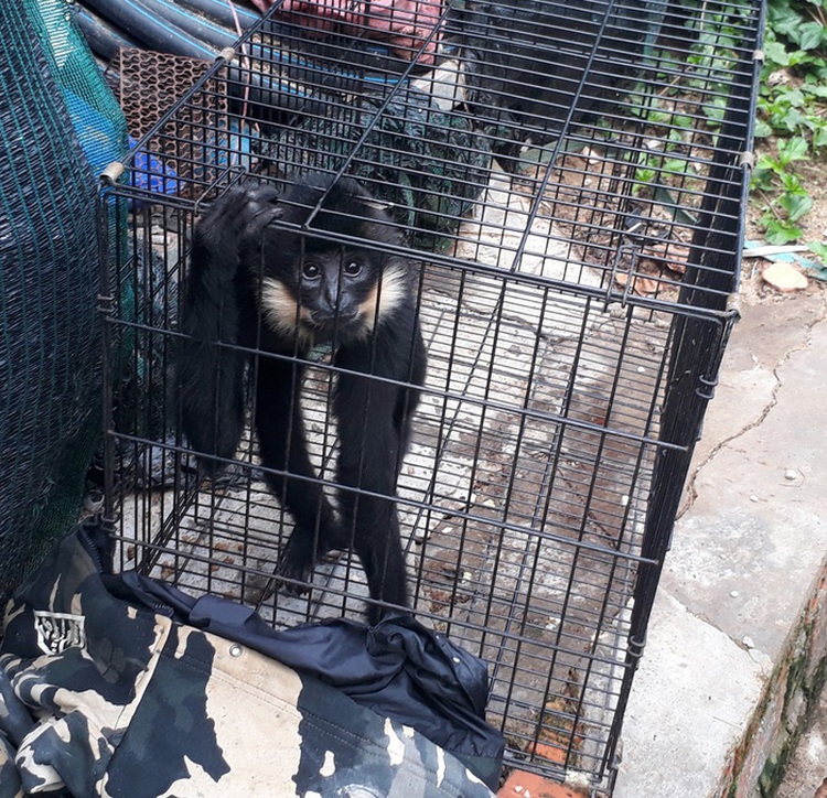 Tourist area at Da Lat’s famous waterfall accused of mistreating animals
