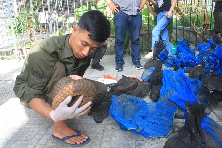Dozens of endangered pangolins seized in Vietnam