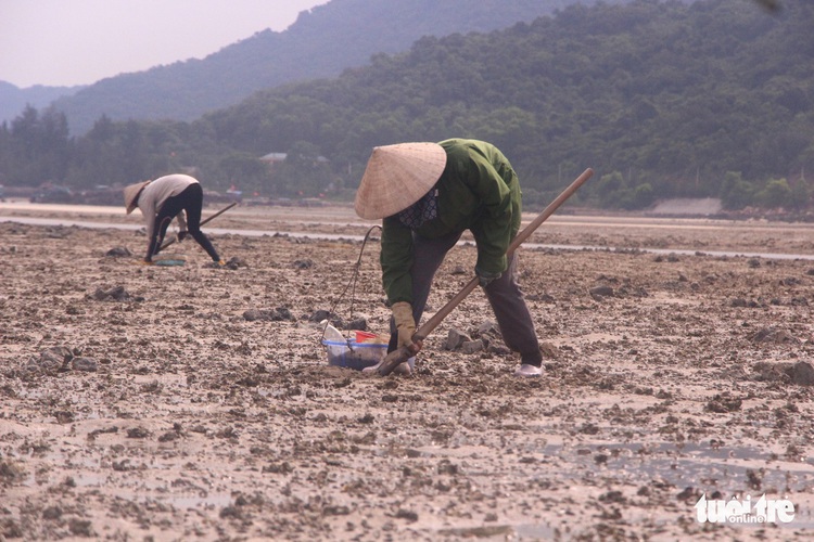 ​​Women earn a living digging for peanut worms in northern Vietnam