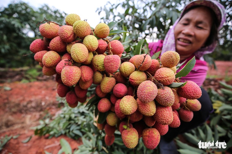 Vietnam Airlines offers fresh lychee to fliers