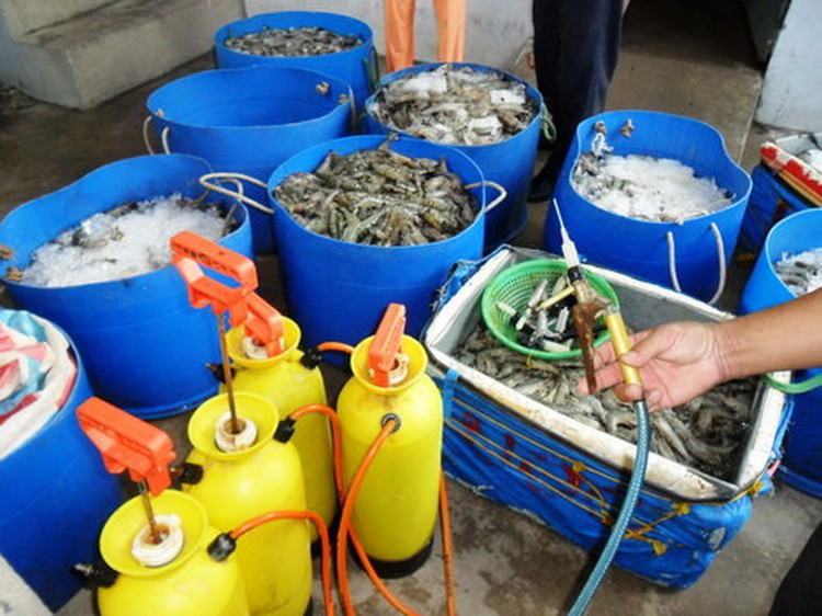 Scores of gel-injected shrimp found in north-central Vietnamese tourist magnet