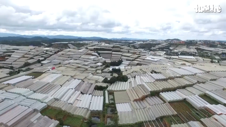 Greenhouse cultivation warms Vietnam’s Da Lat