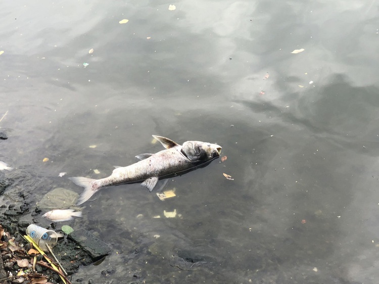 Numerous dead fish float in Hanoi’s largest lake