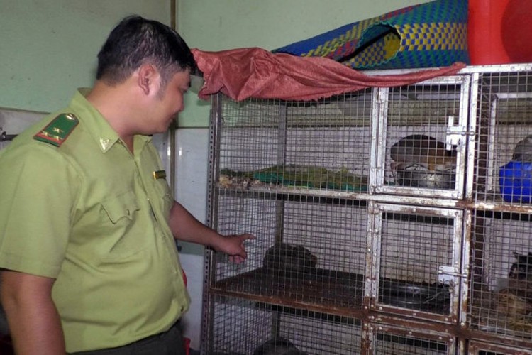 ​Pangolin gives birth after being saved from slaughter at Vietnamese restaurant