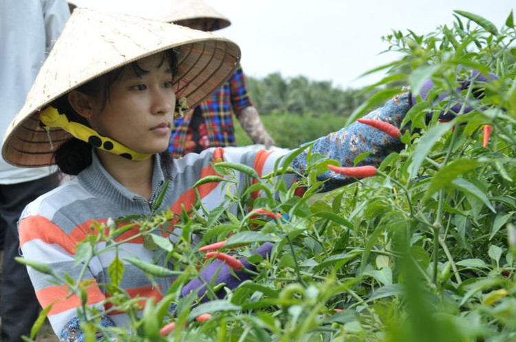 Vietnamese student enters college amidst poverty-stricken family’s worries