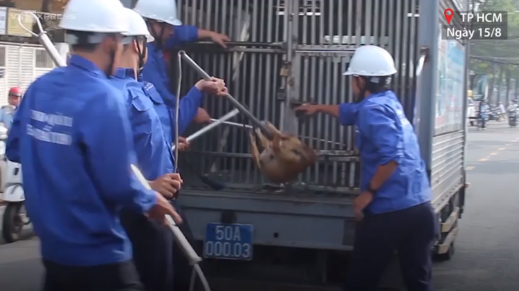 Ho Chi Minh City begins removing stray dogs from downtown streets