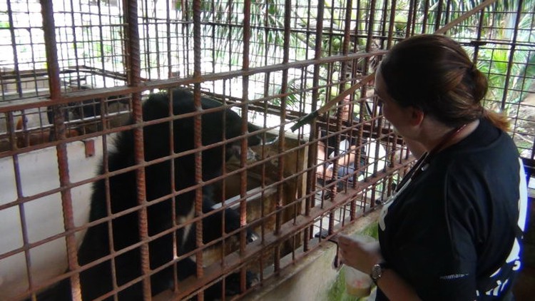 Vietnamese farmer gives five caged bears to animal welfare charity