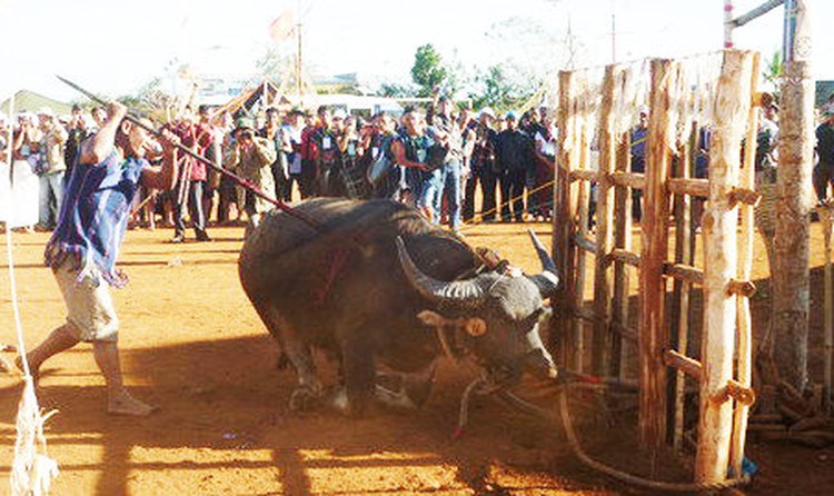 In Vietnam, people must chip in for controversial buffalo-slaying festival​