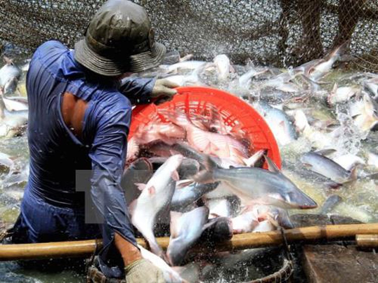 US cuts anti-dumping taxes on Vietnamese catfish