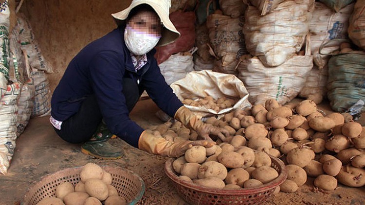 Non-local farm produce barred from Da Lat agriculture market