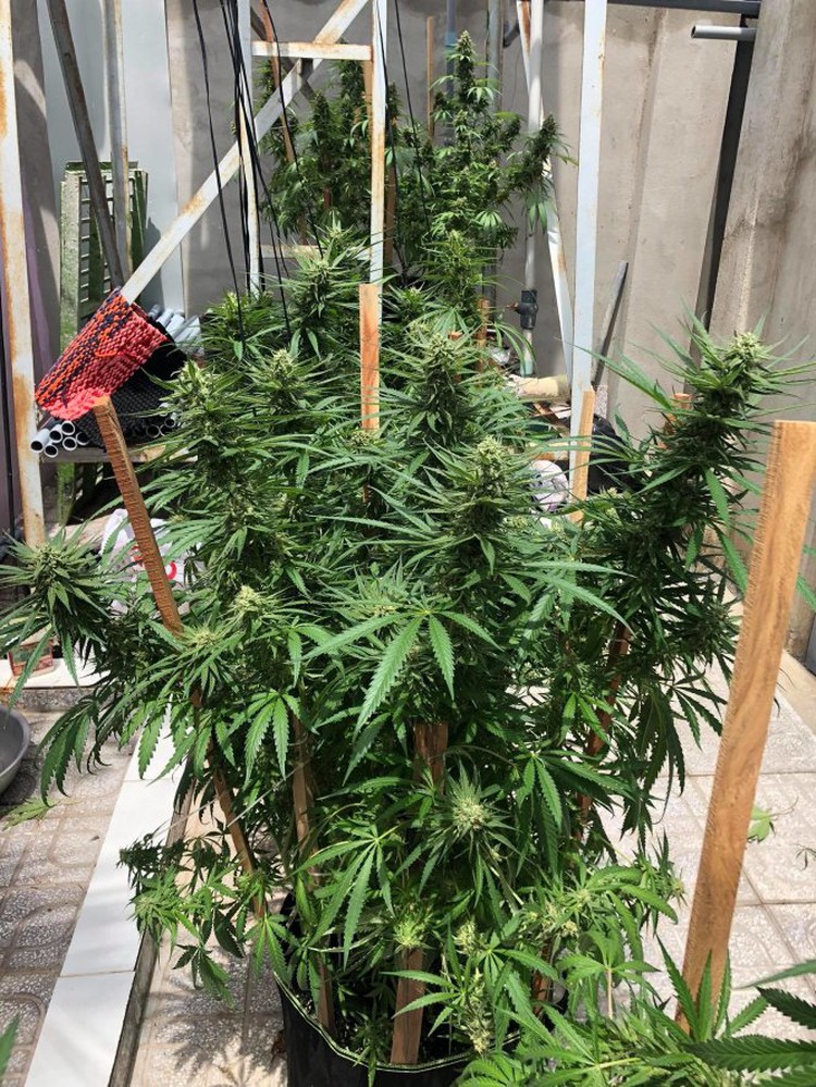 Indoor cannabis farming popular among pot smokers in Vietnam
