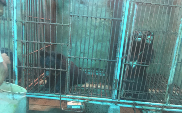 Vietnam police check alleged illegal bear farm on tip-off, find only chickens