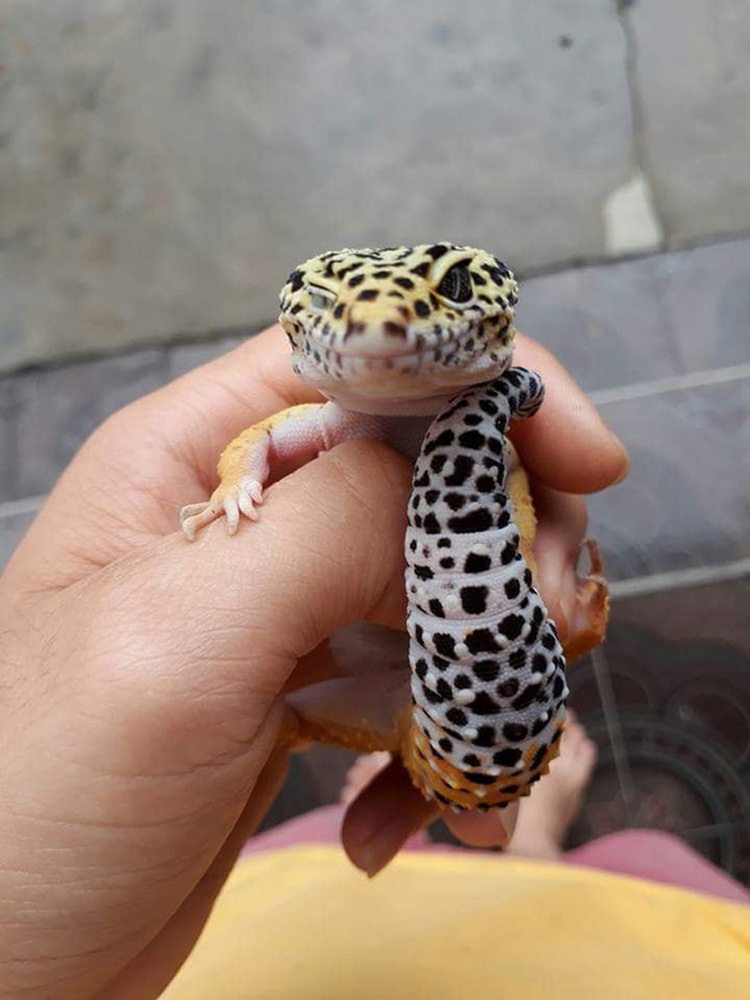 High-schooler keeps exotic reptiles as novel pets in Vietnam