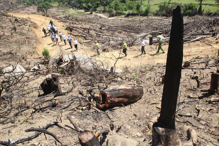 Nine jailed for combined 81 years over large-scale deforestation in south-central Vietnam